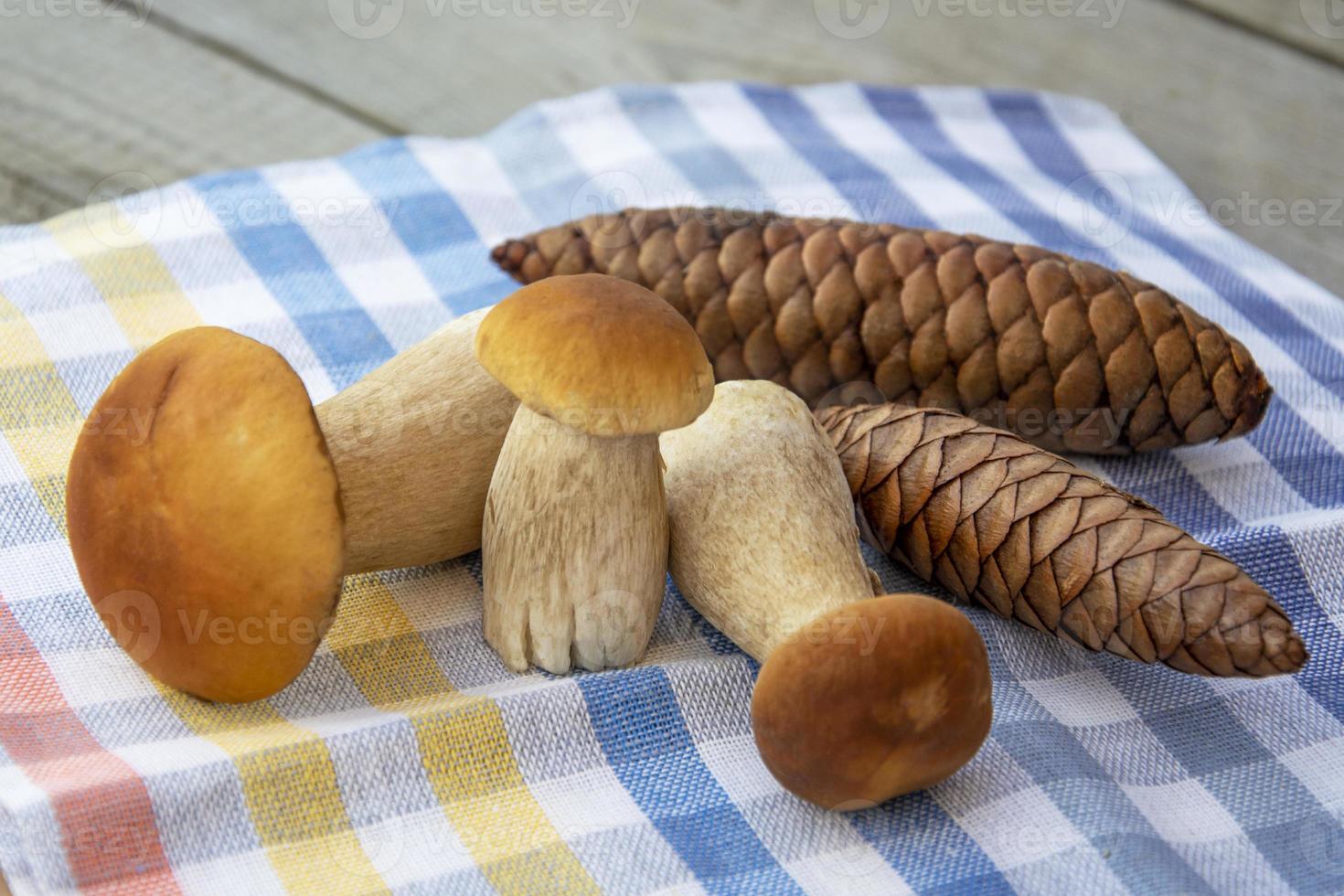 A bunch of porcini mushrooms and fir cones. Porcini mushrooms photo