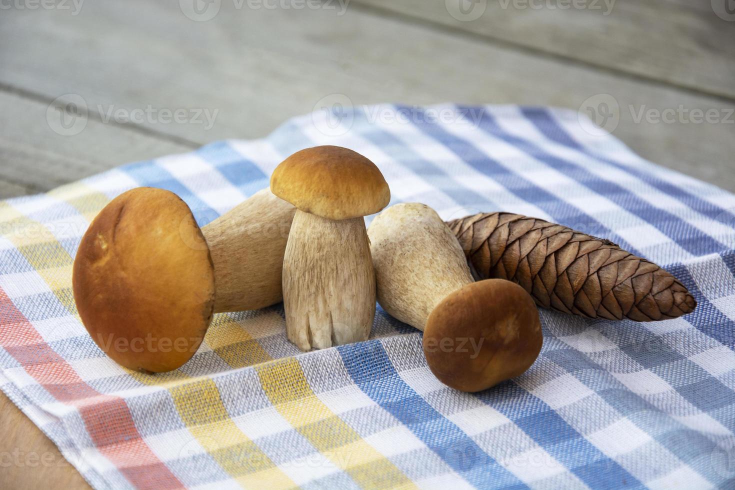 Porcini mushrooms and spruce cones. Porcini mushrooms on a checkered photo