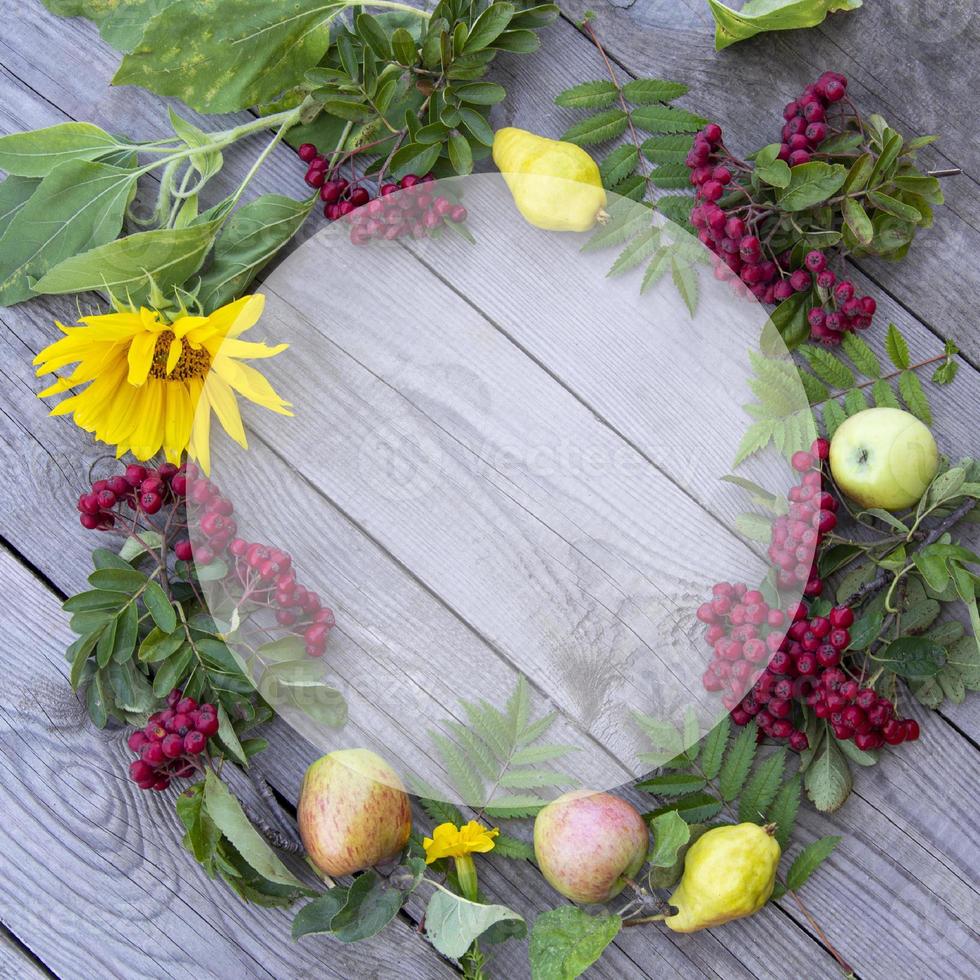 Autumn frame of flowers, berries and fruits. Rowan, sunflower, apples photo