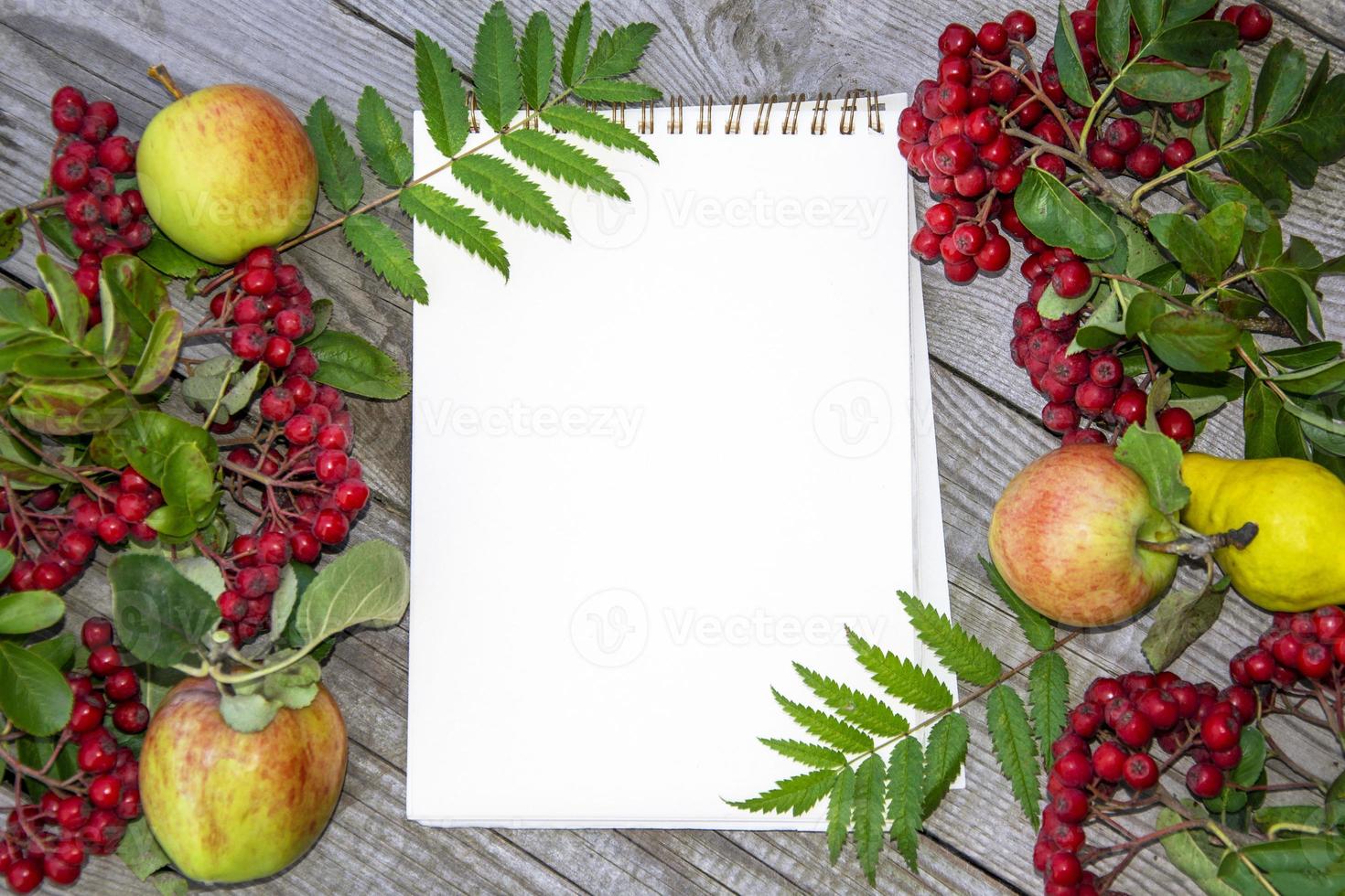 Natural autumn background with empty place for text. Rowan berries photo