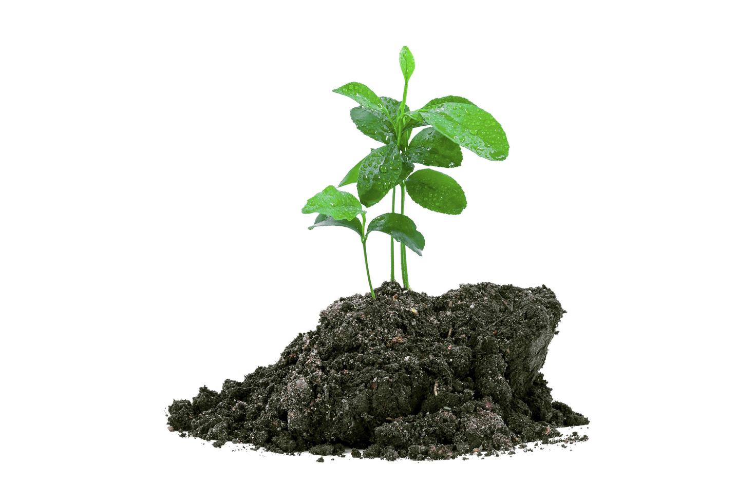 Sapling of a tree emerging from a mound on a white background. photo