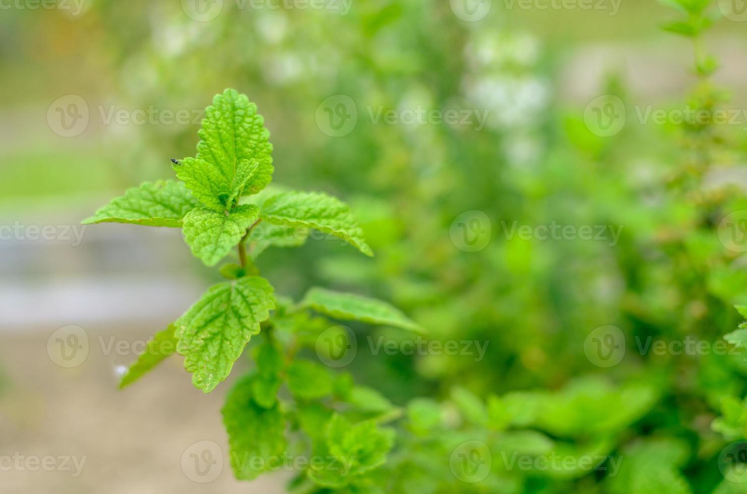 Primer plano de una planta de menta fresca vívidamente verde foto