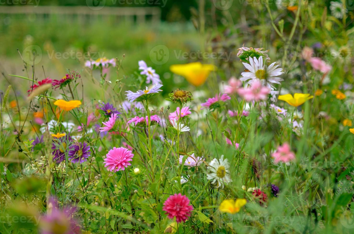 campo de la flor del cosmos, prado con aster, manzanilla, esholtzia foto