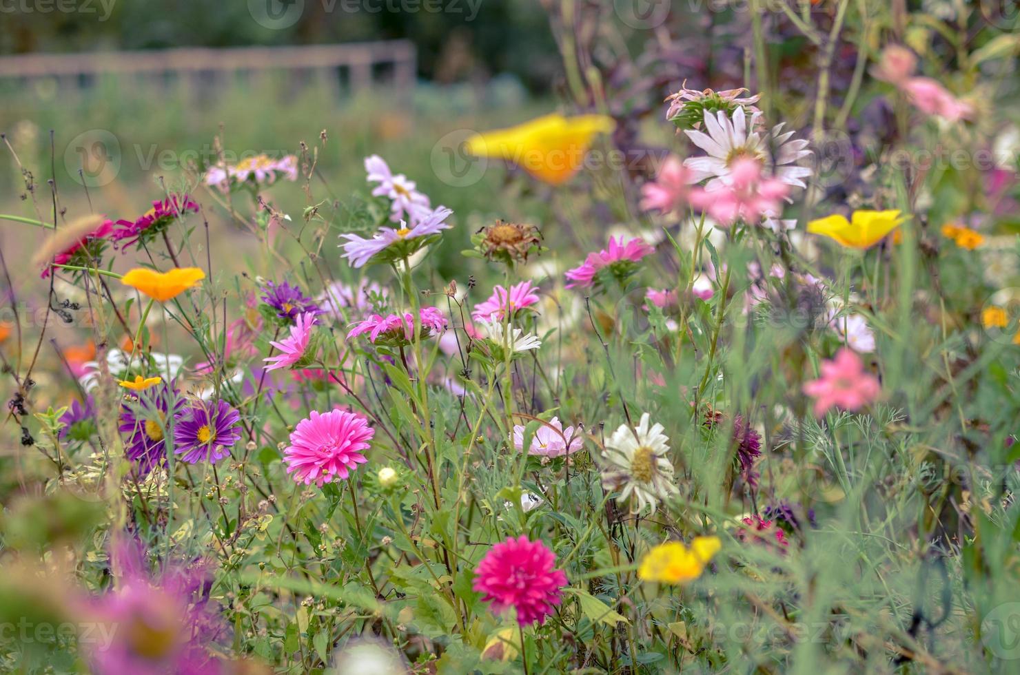 campo de la flor del cosmos, prado con aster, manzanilla, esholtzia foto