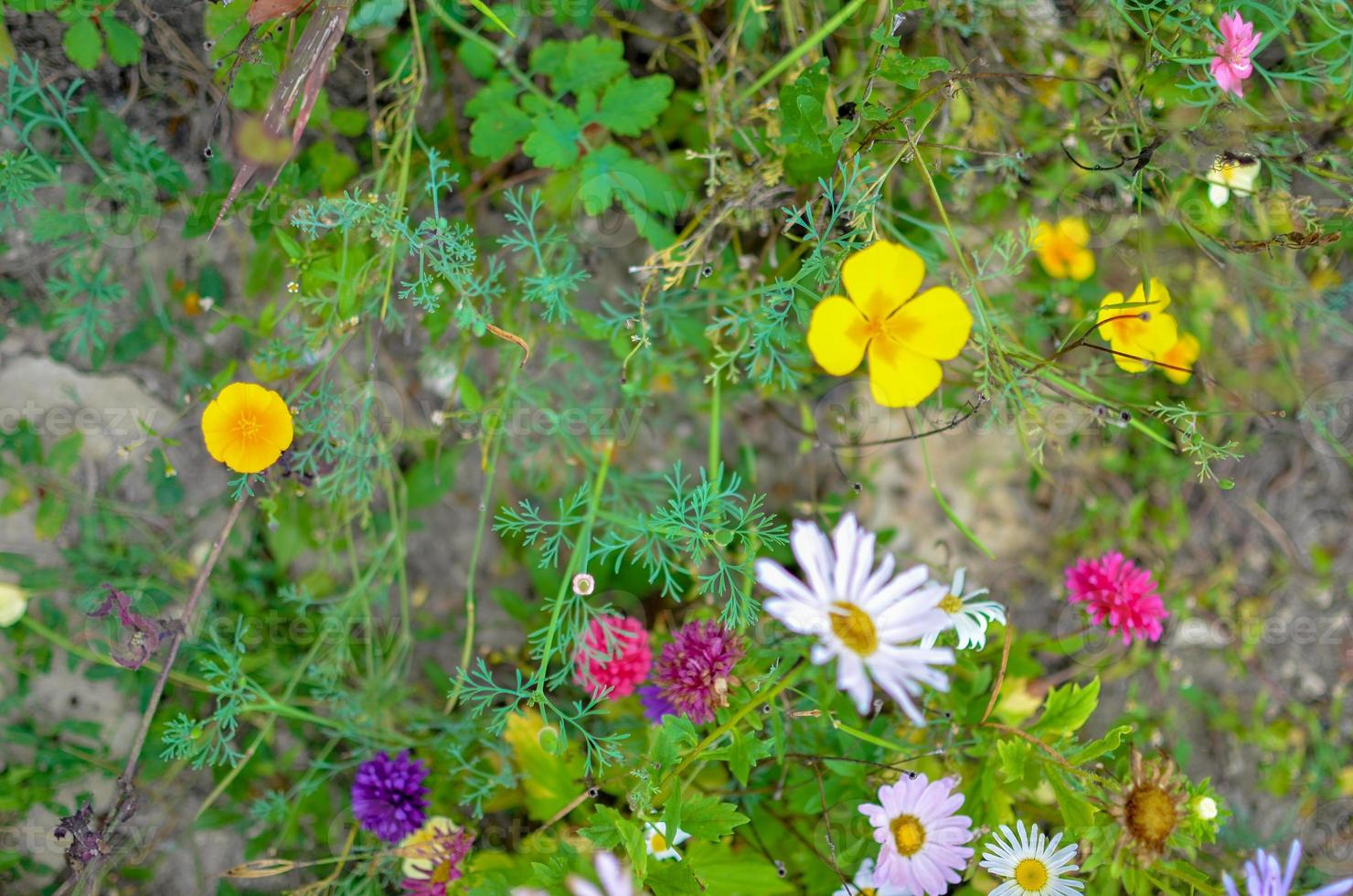 Field of cosmos flower, meadow with aster, camomile, esholtzia photo