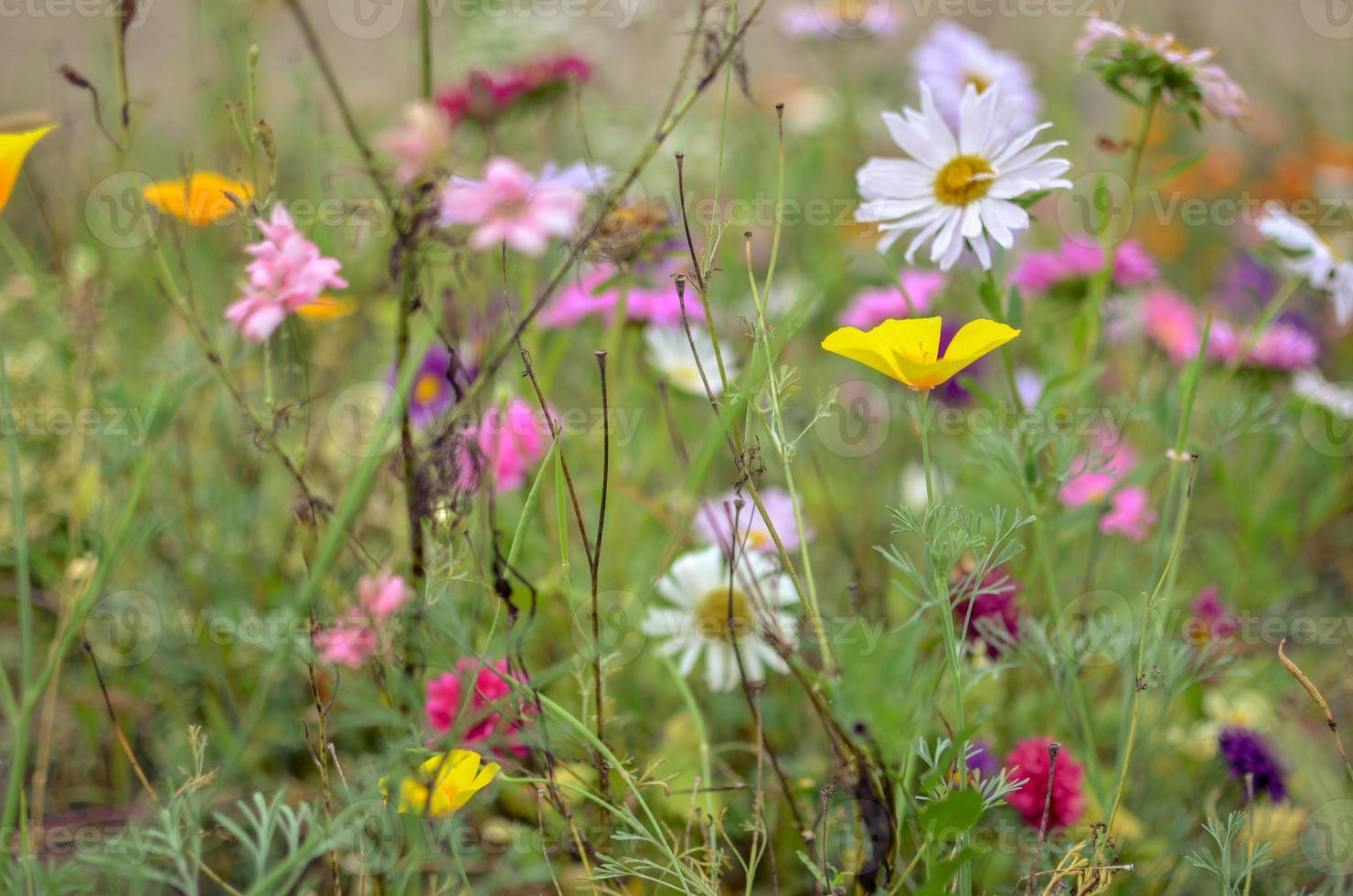 Field of cosmos flower, meadow with aster, camomile, esholtzia photo