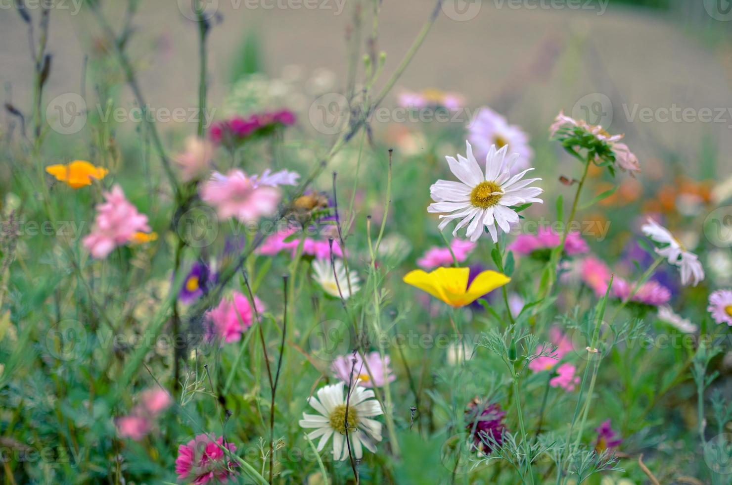 campo de la flor del cosmos, prado con aster, manzanilla, esholtzia foto