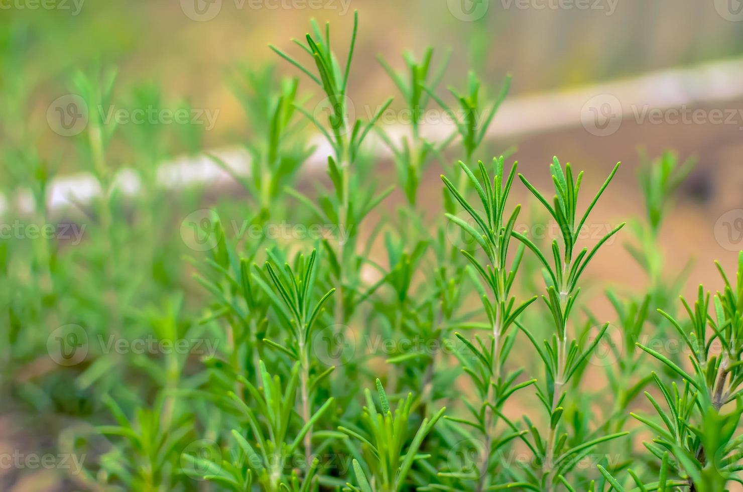 Hierba de romero verde en el jardín de verano foto