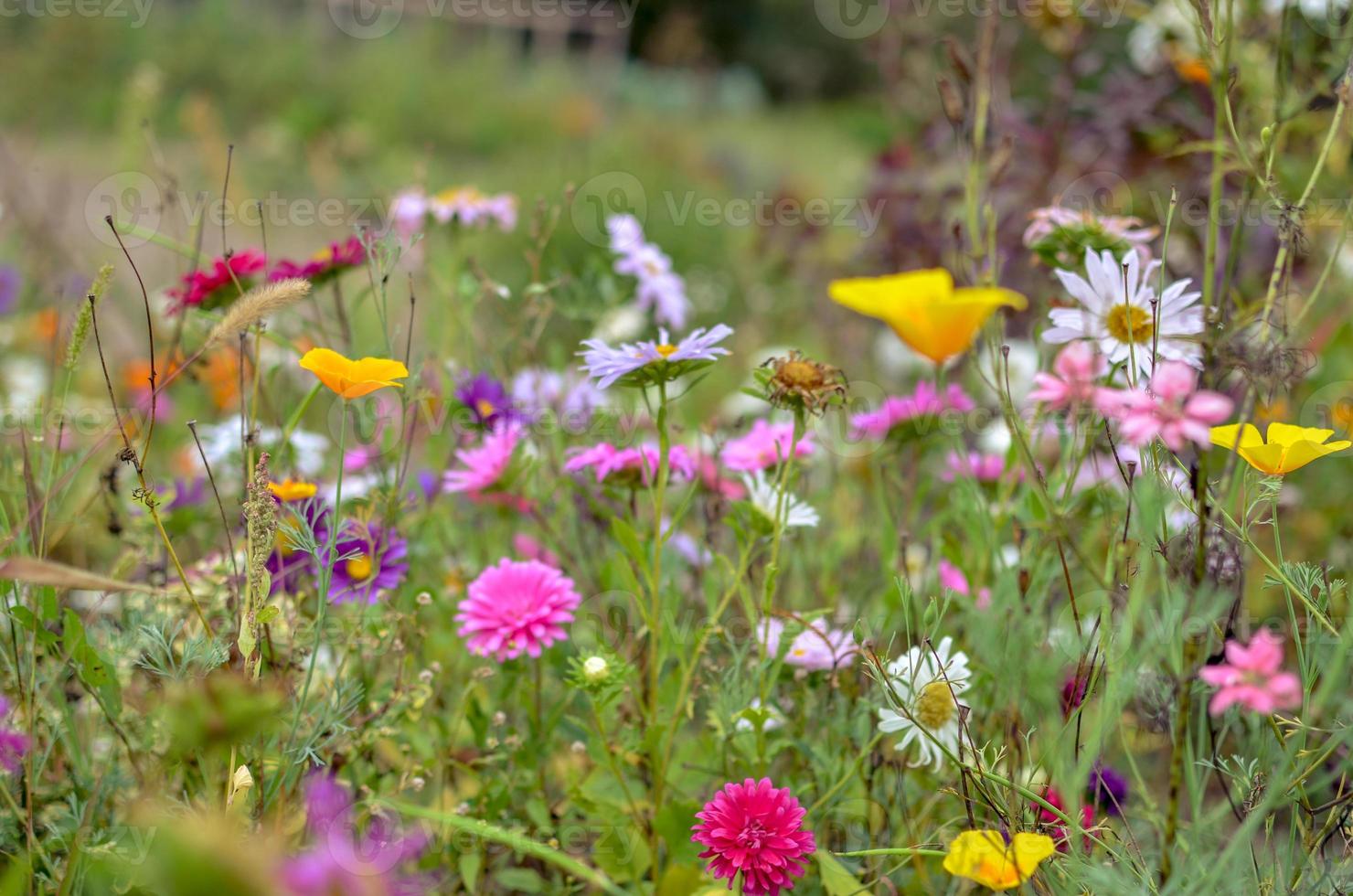 campo de la flor del cosmos, prado con aster, manzanilla, esholtzia foto