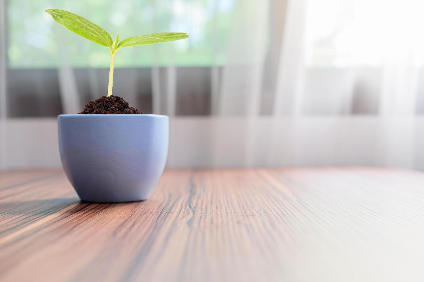 los árboles crecen en macetas. amo las plantas. foto