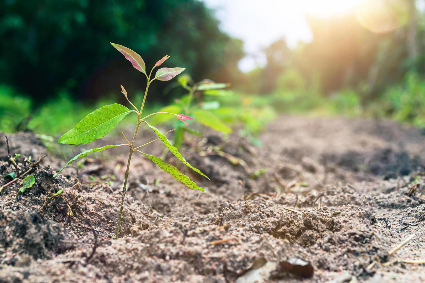 plantación de árboles de eucalipto están creciendo. foto