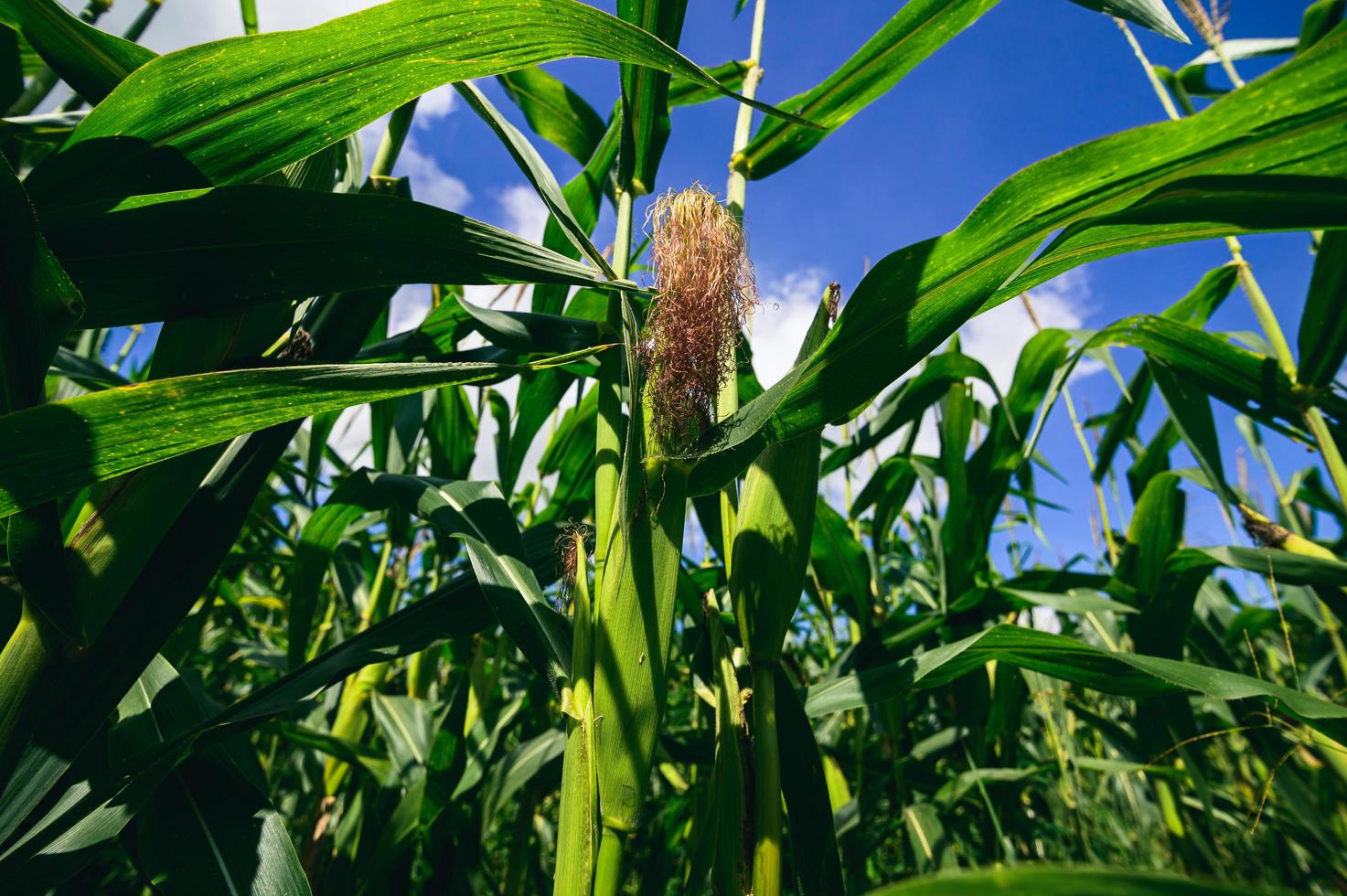 Corn field view of agriculture photo