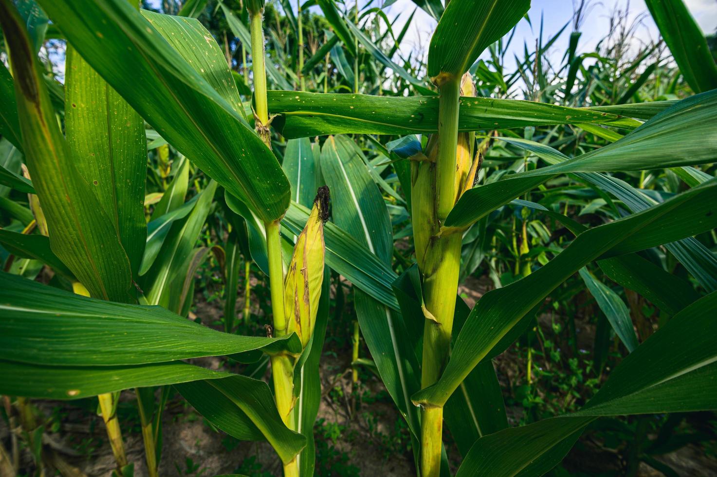 Corn field view of agriculture photo