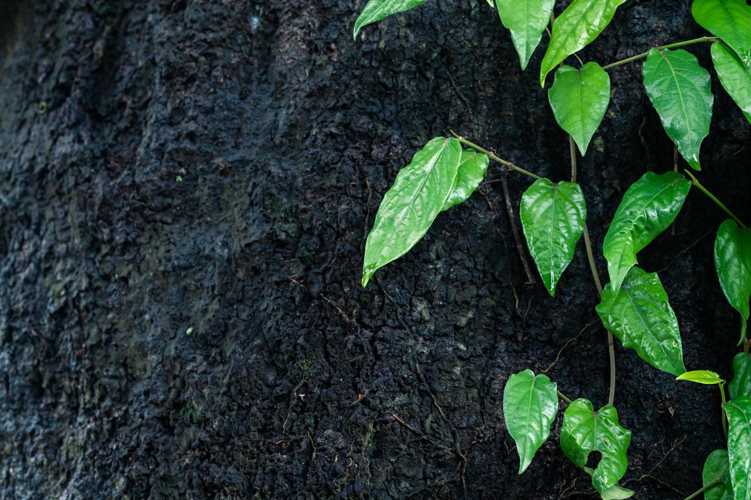 Leaf background ivy green photo