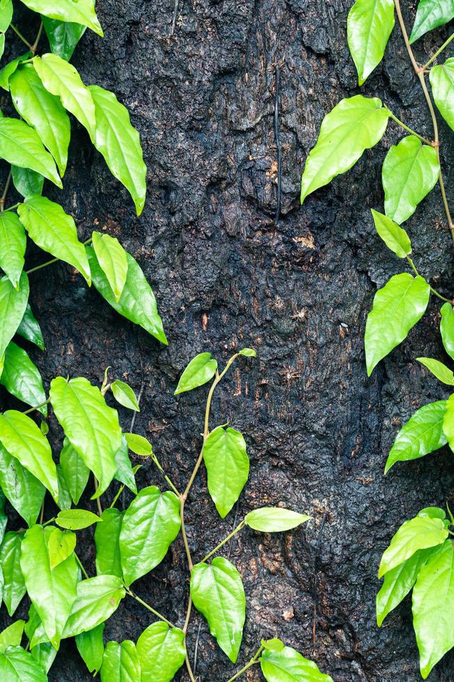 fondo de hoja verde hiedra foto