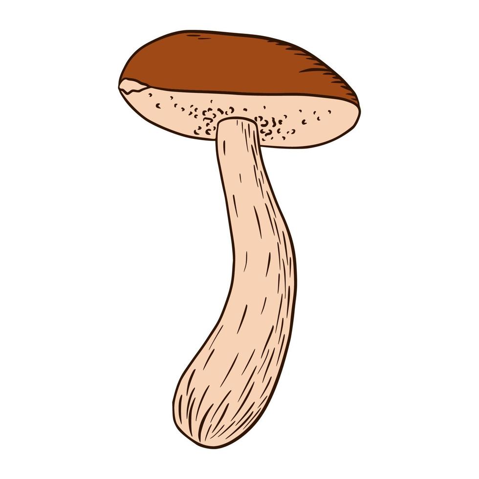 ilustración de hongo boletus comestible vector