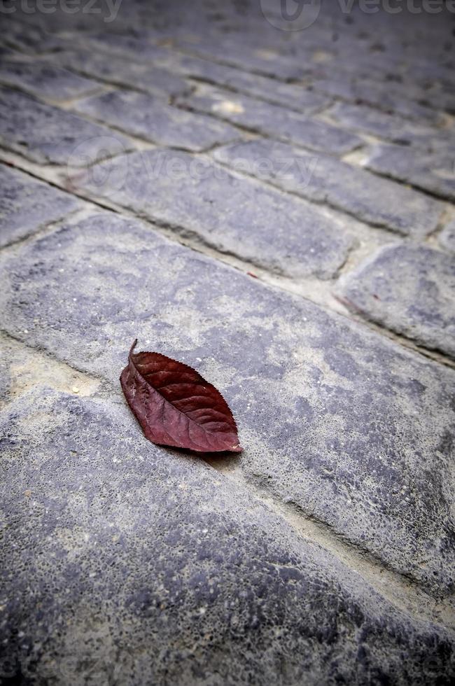 Dry leaf on cobblestones photo