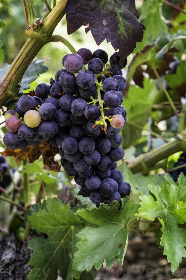 Fresh grapes in a vineyard photo