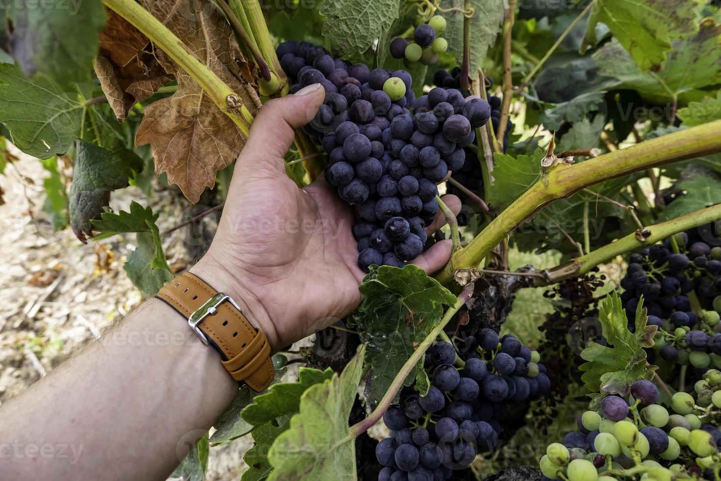 Fresh grapes in a vineyard photo