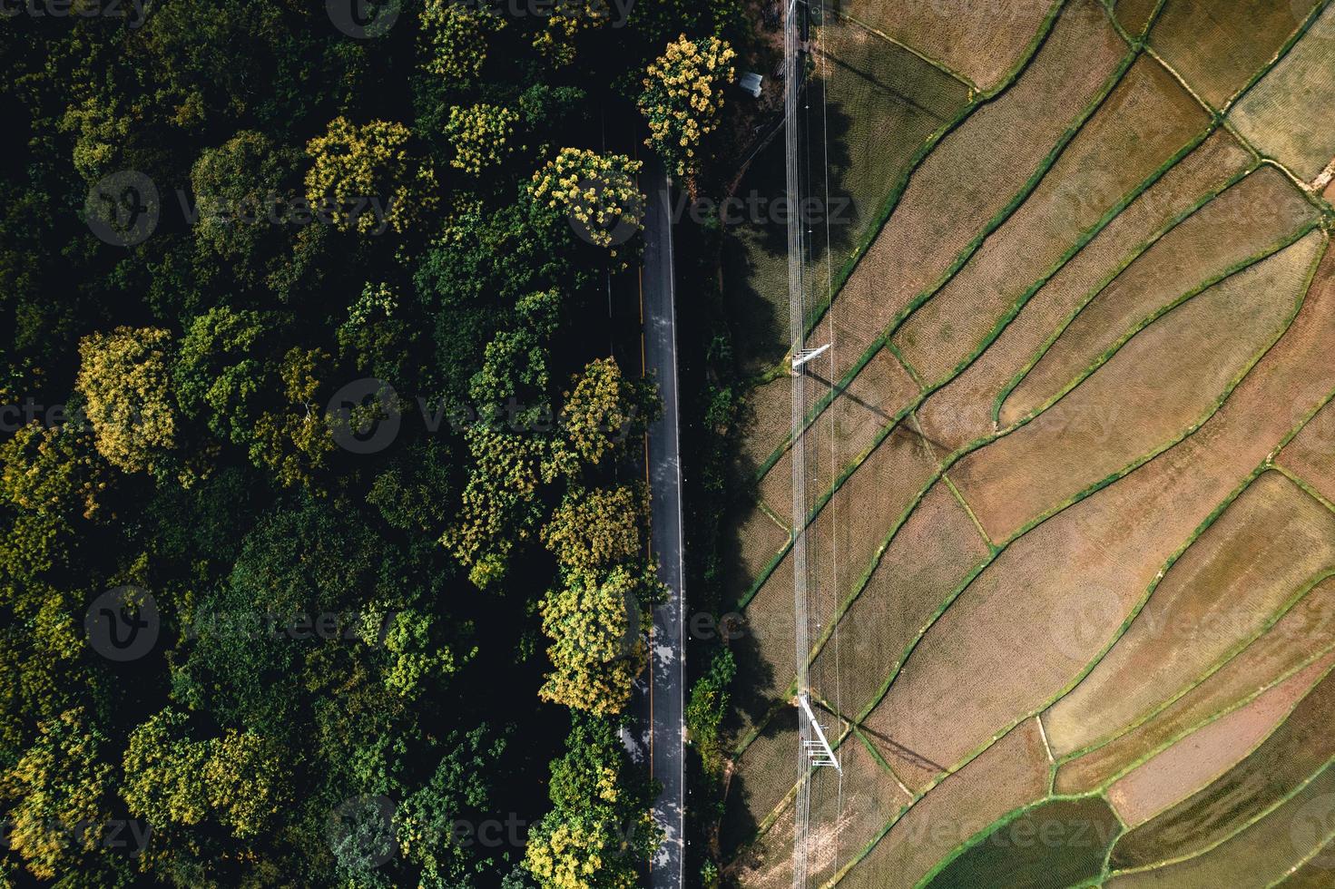 Paisaje de campo de arroz con cáscara en Asia, vista aérea de los campos de arroz foto