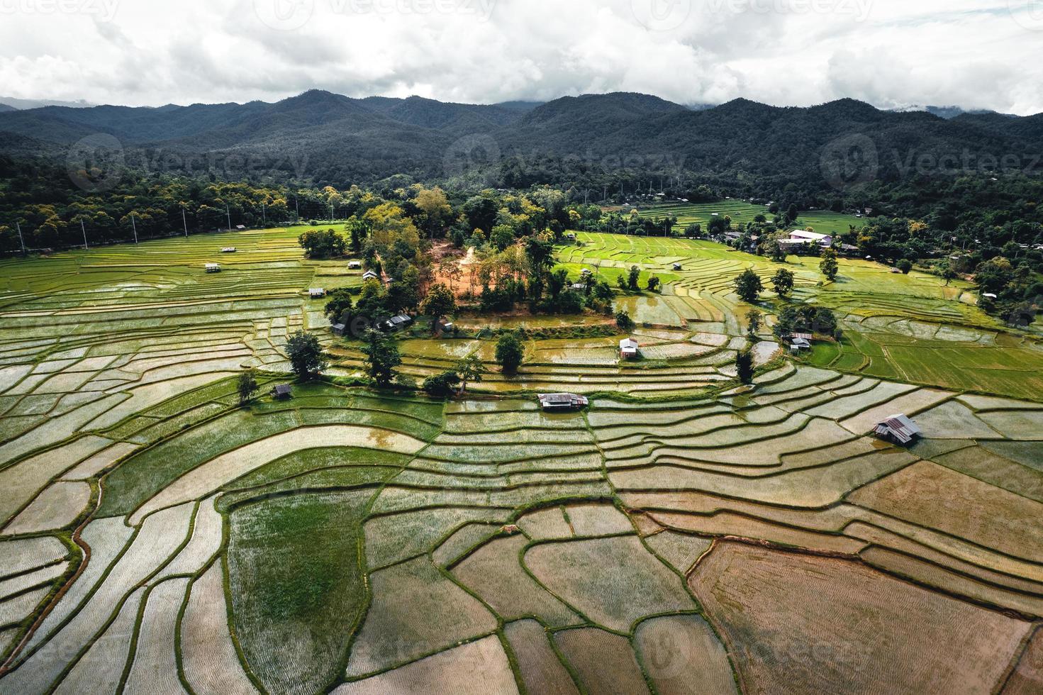 Landscape paddy rice field in Asia, aerial view of rice fields photo