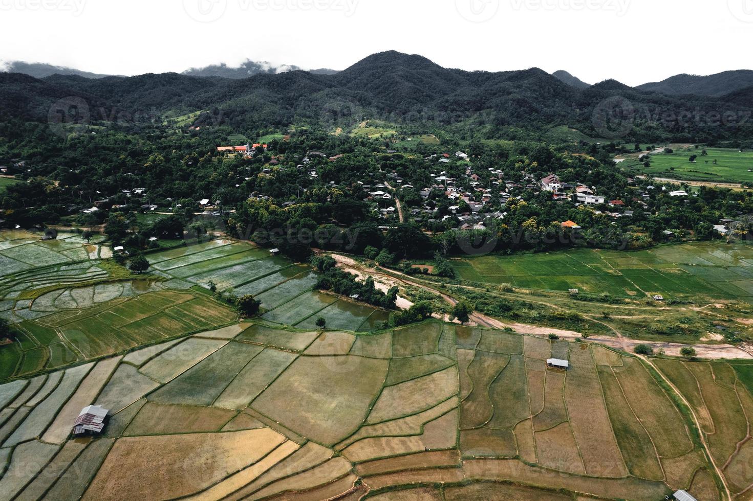 Landscape paddy rice field in Asia, aerial view of rice fields photo