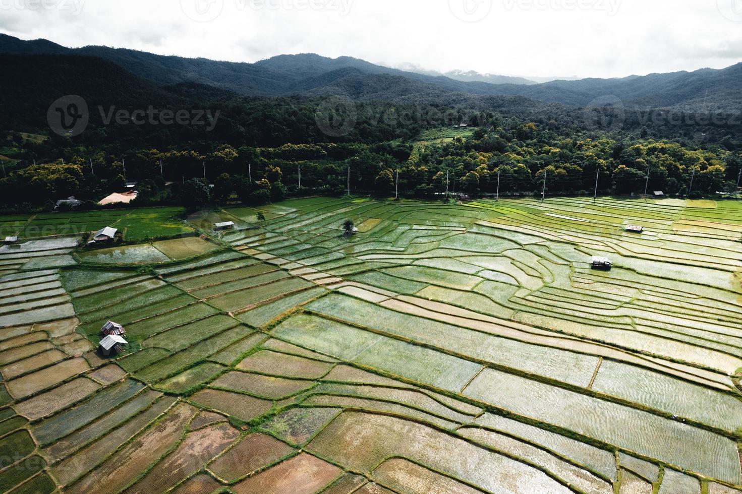 Landscape paddy rice field in Asia, aerial view of rice fields photo