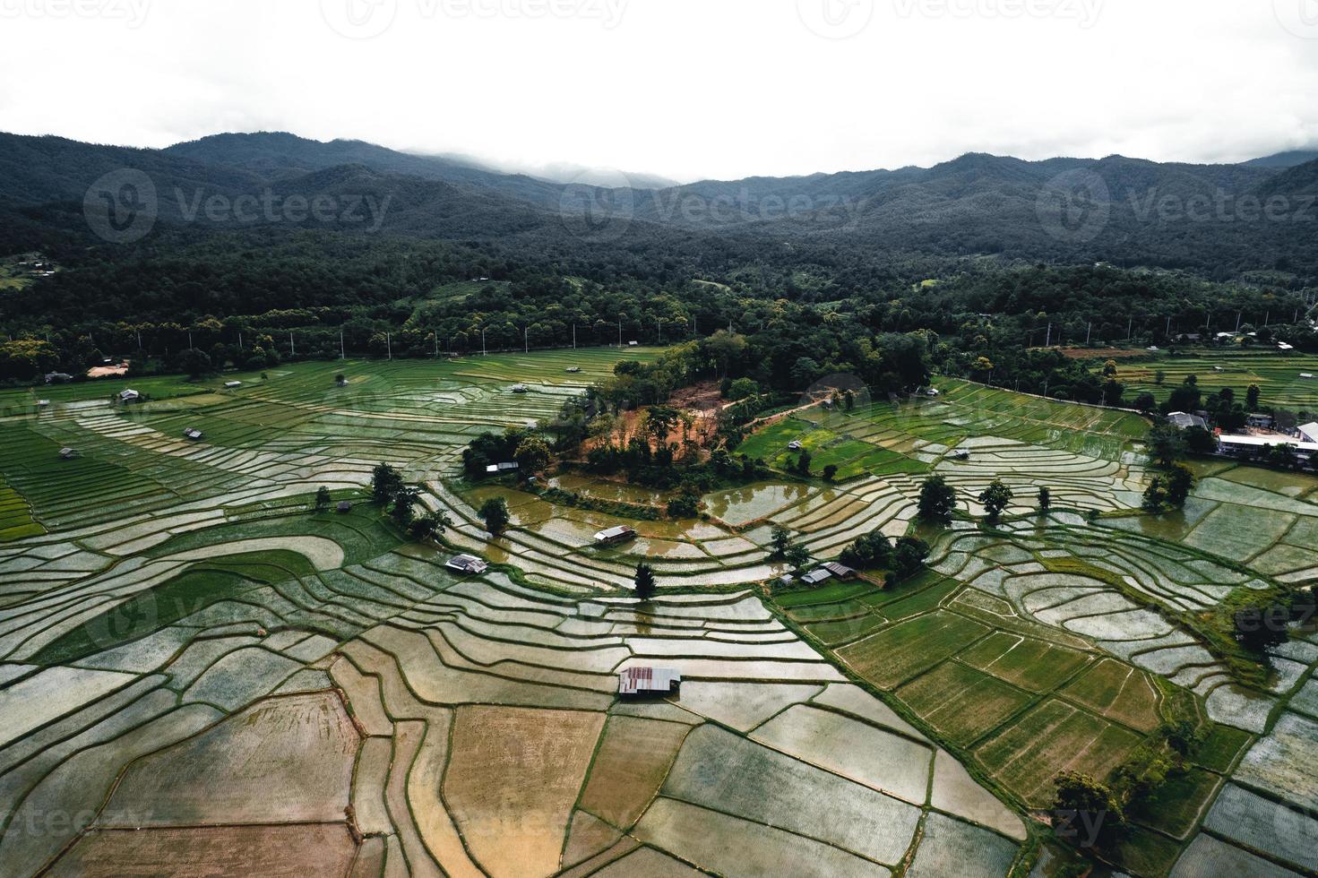 Paisaje de campo de arroz con cáscara en Asia, vista aérea de los campos de arroz foto