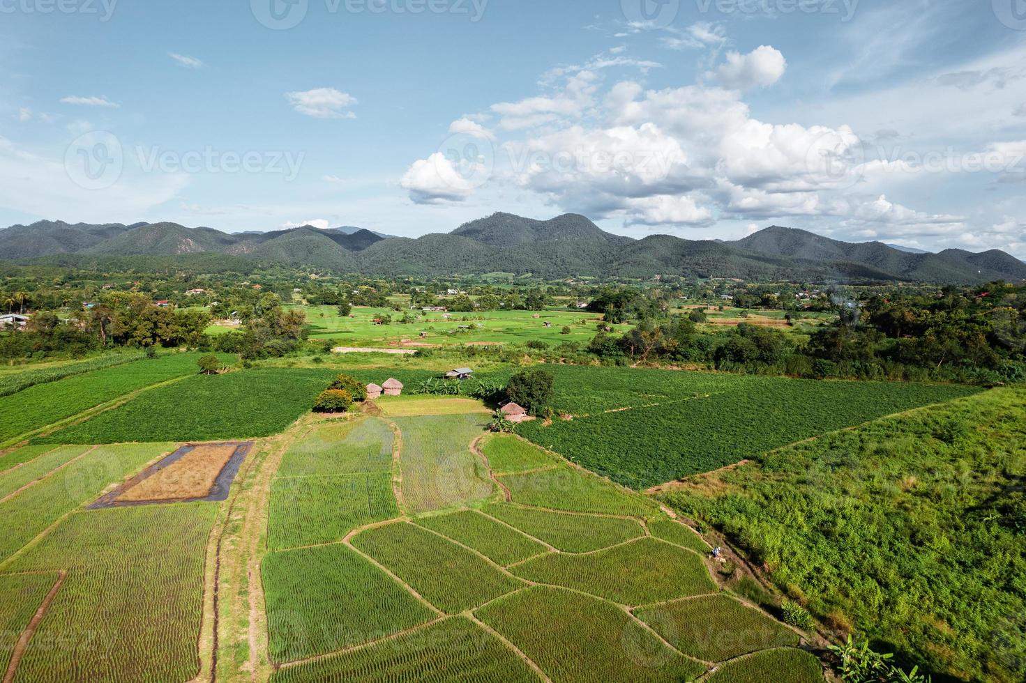 Paisaje de campo de arroz con cáscara en Asia, vista aérea de los campos de arroz foto