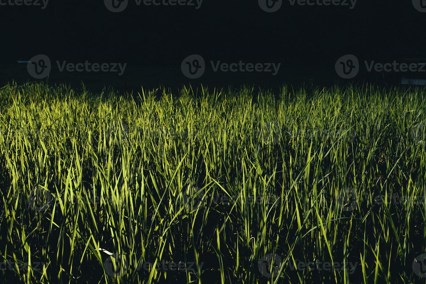 Paisaje de campo de arroz con cáscara en Asia, vista aérea de los campos de arroz foto