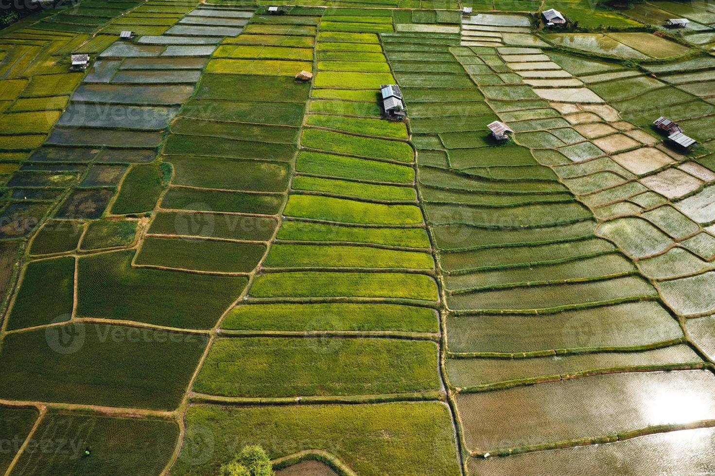 Landscape paddy rice field in Asia, aerial view of rice fields photo