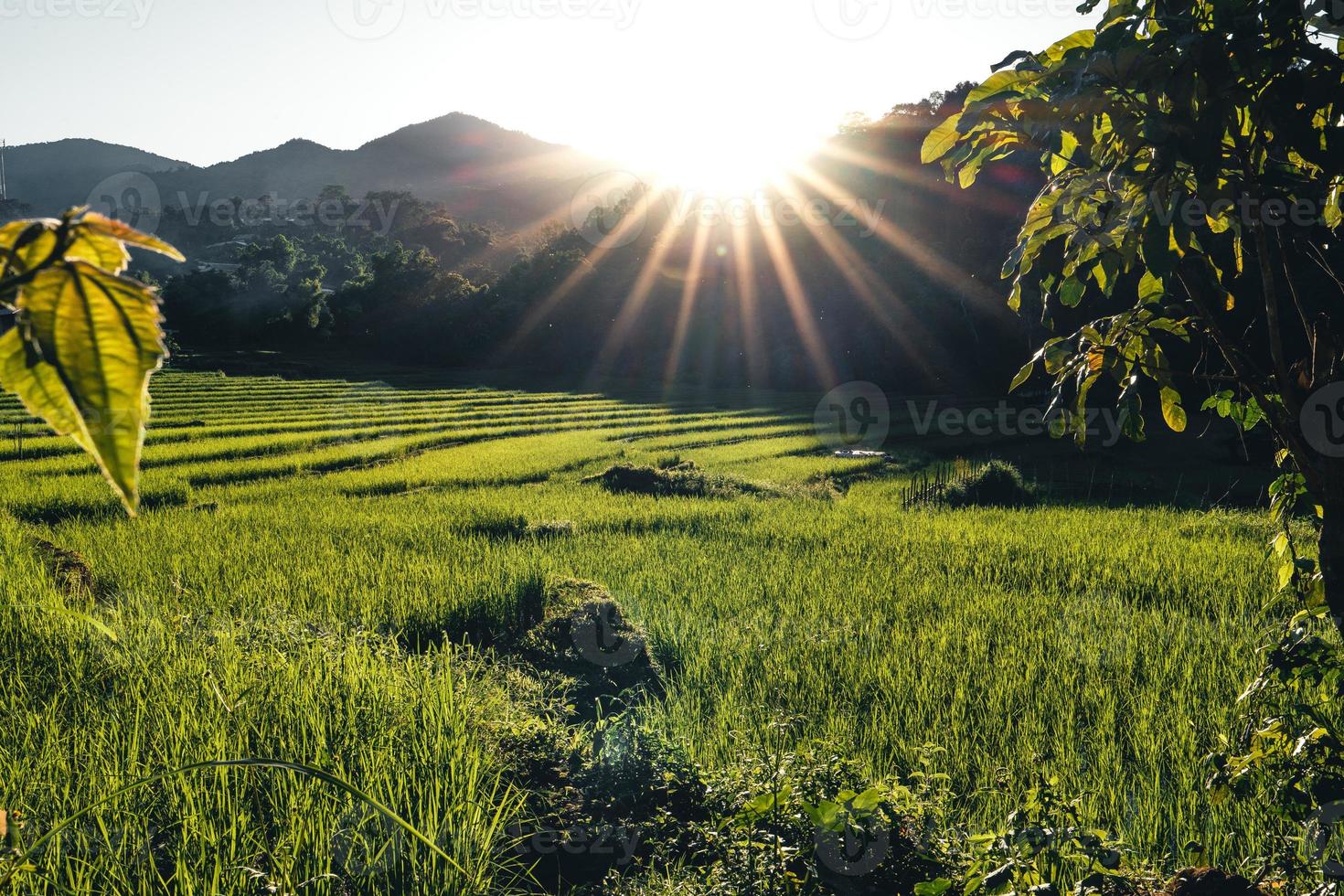 Paisaje de campo de arroz con cáscara en Asia, vista aérea de los campos de arroz foto