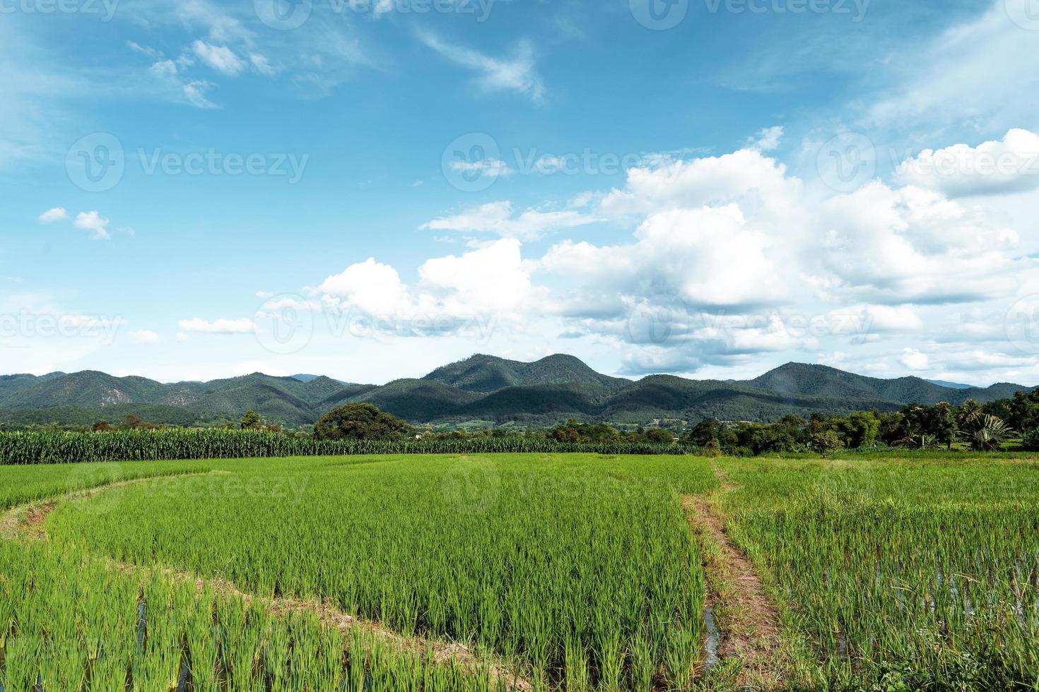 Paisaje de campo de arroz con cáscara en Asia, vista aérea de los campos de arroz foto