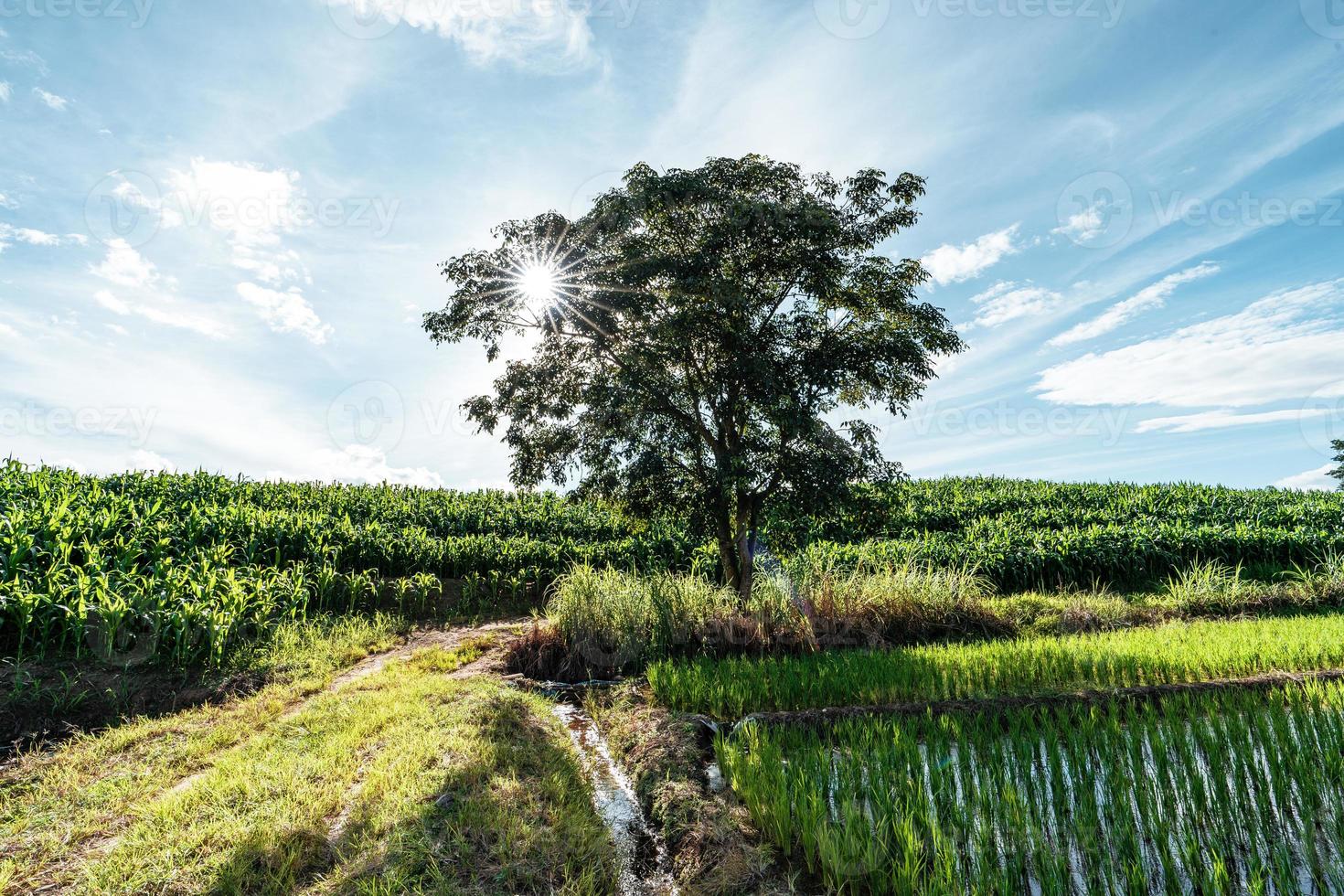 Paisaje de campo de arroz con cáscara en Asia, vista aérea de los campos de arroz foto