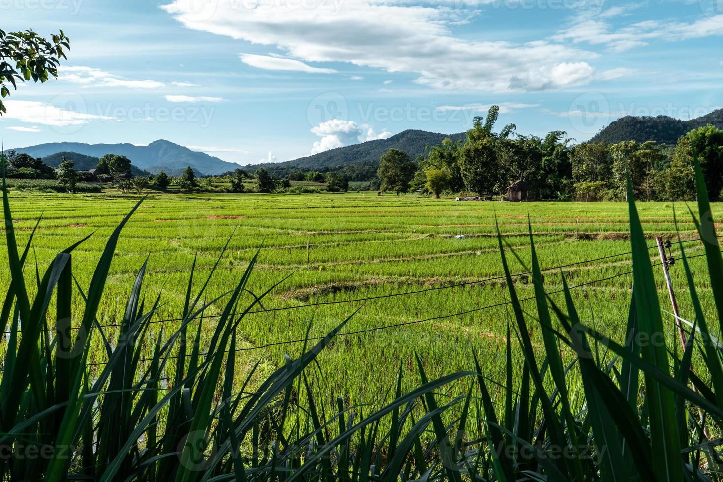 Paisaje de campo de arroz con cáscara en Asia, vista aérea de los campos de arroz foto