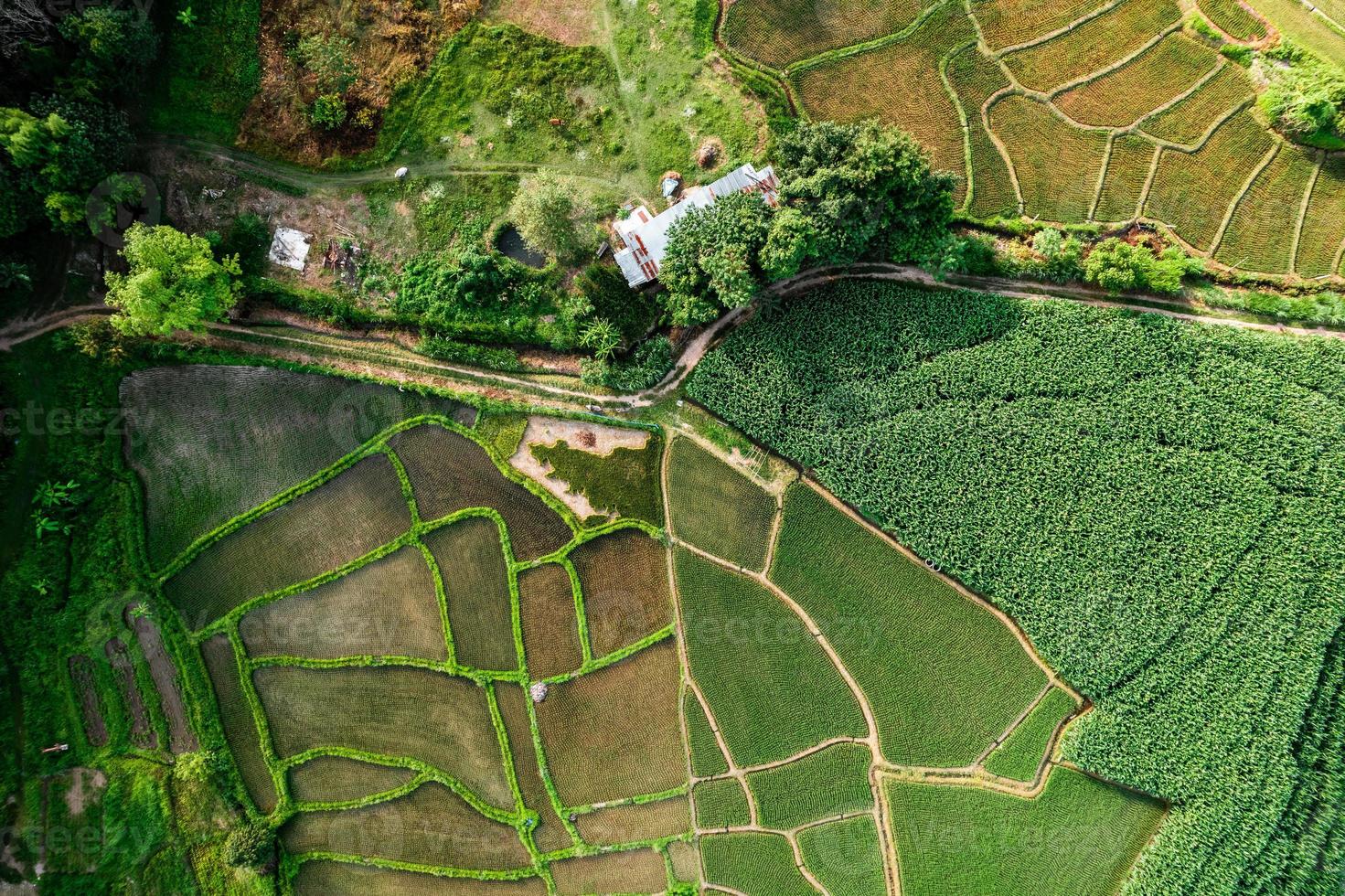 Paisaje de campo de arroz con cáscara en Asia, vista aérea de los campos de arroz foto