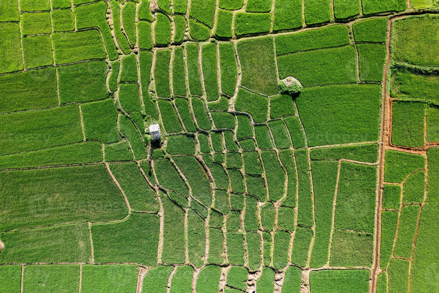 Paisaje de campo de arroz con cáscara en Asia, vista aérea de los campos de arroz foto