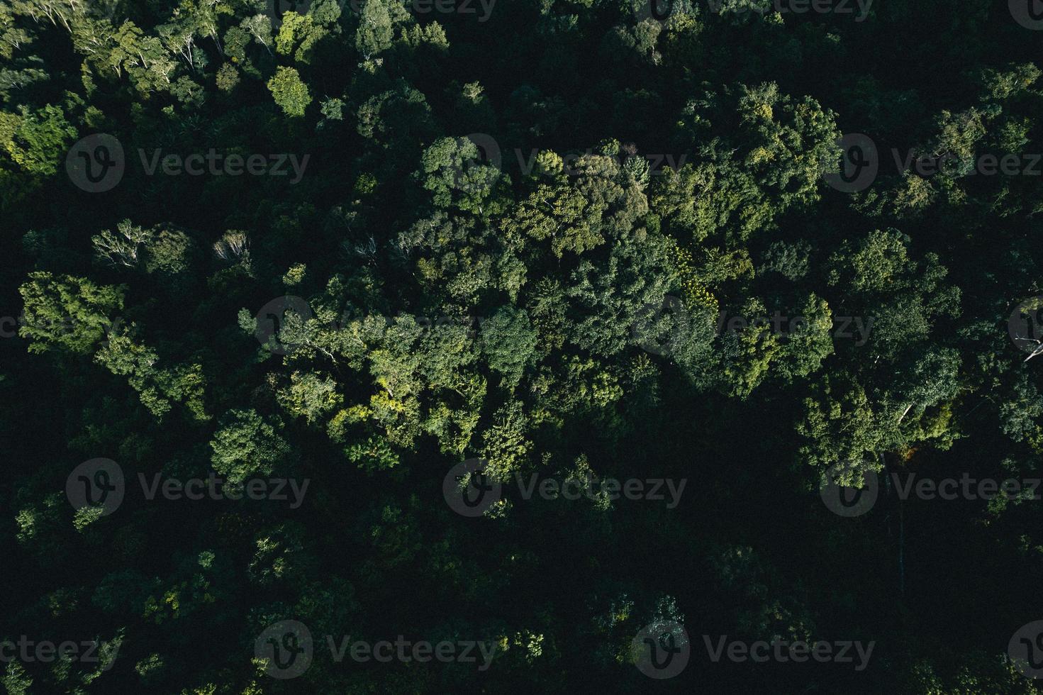 Road in the forest rainy season nature trees and fog travel photo