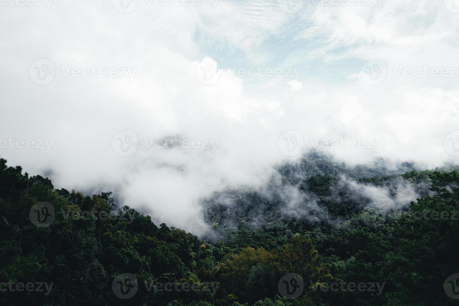 camino en el bosque temporada de lluvias naturaleza árboles y niebla viajes foto