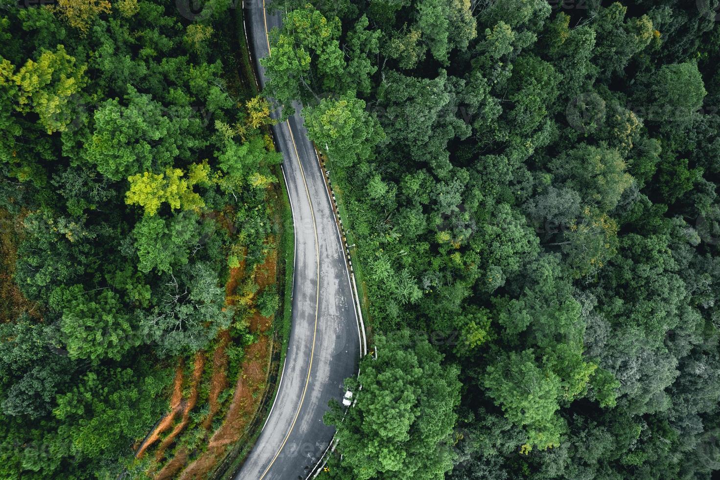 camino en el bosque temporada de lluvias naturaleza árboles y niebla viajes foto