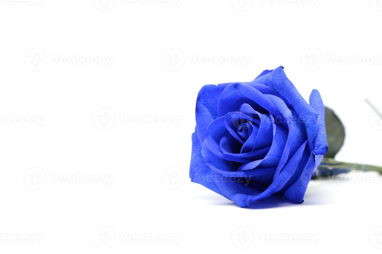 rosa azul aislado sobre fondo blanco foto