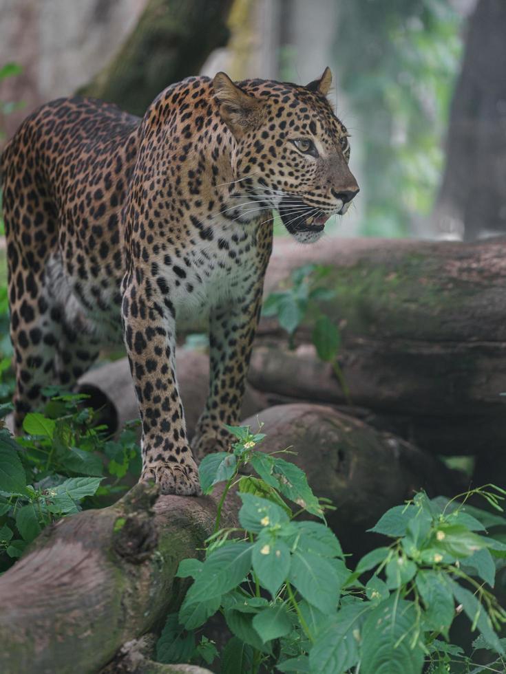 leopardo de Sri Lanka foto