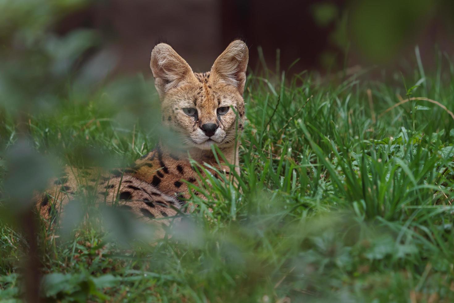 Serval in grass photo