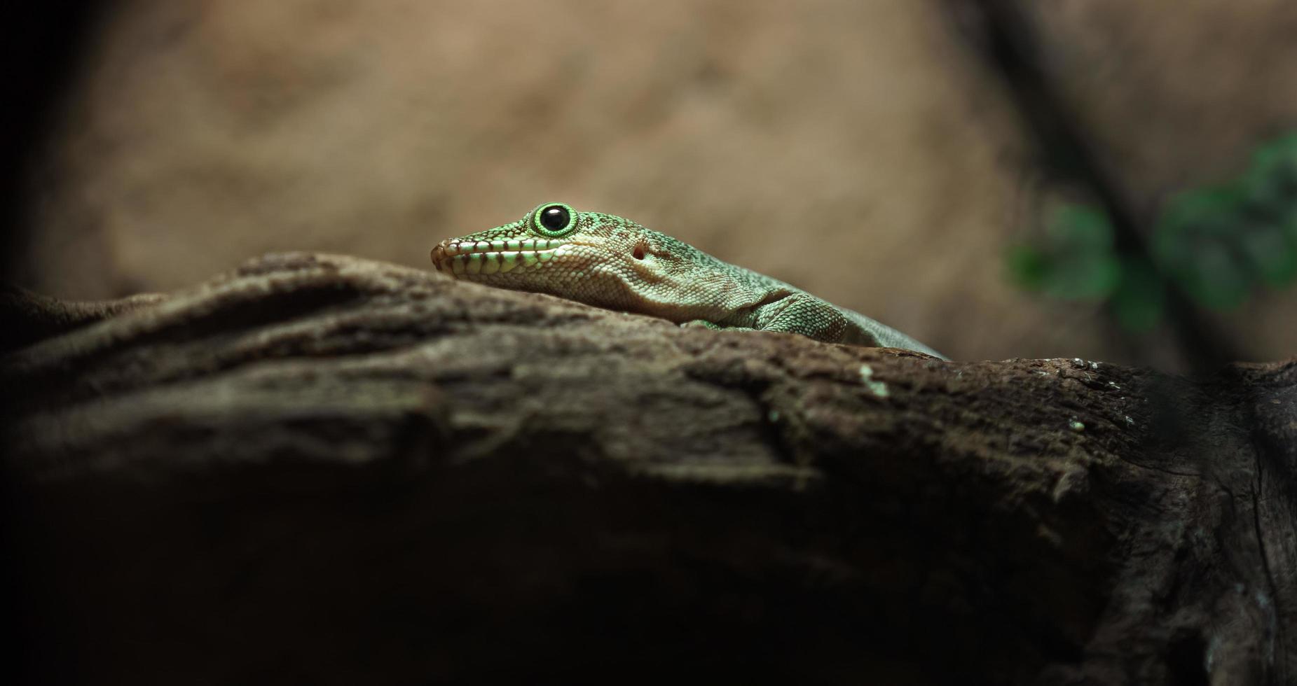 gecko del día de pie foto