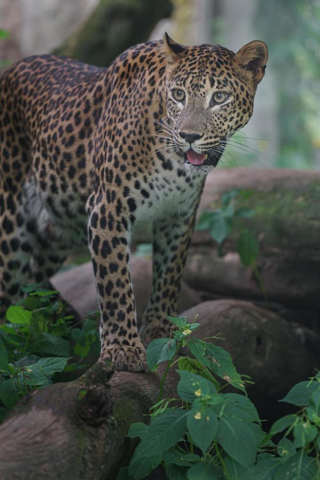 leopardo de Sri Lanka foto