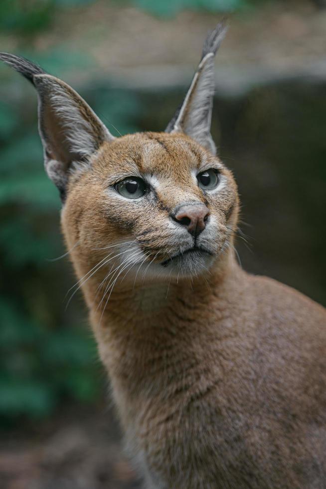 retrato de caracal foto