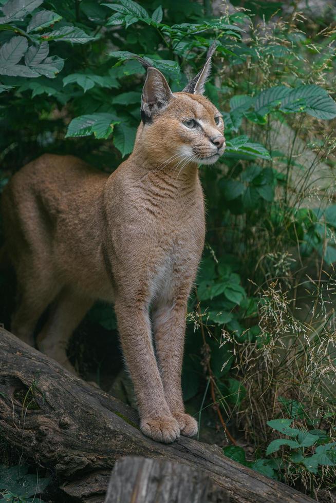 retrato de caracal foto