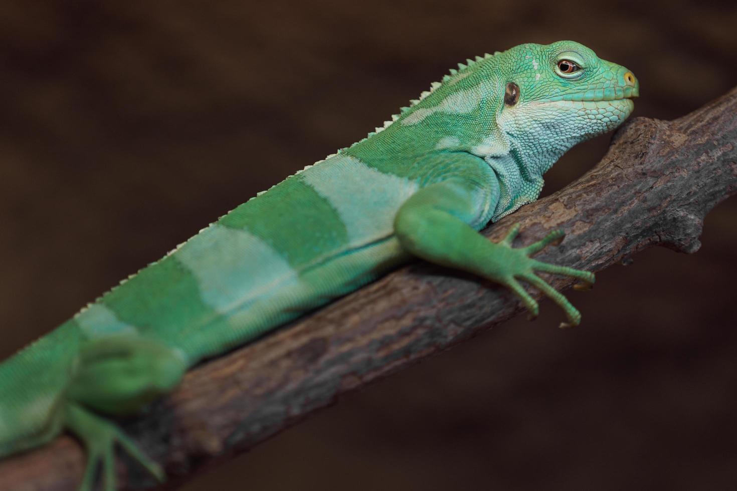 iguana con bandas de fiji foto