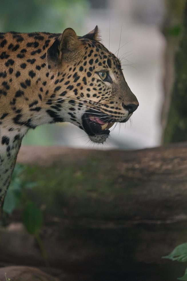 leopardo de Sri Lanka foto