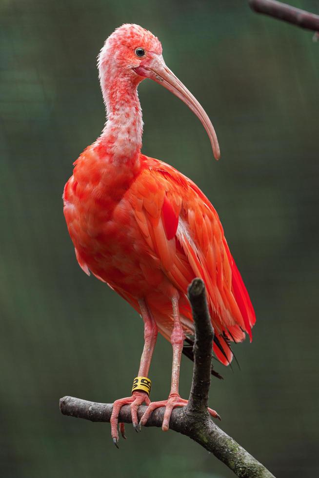 Scarlet ibis on branch photo